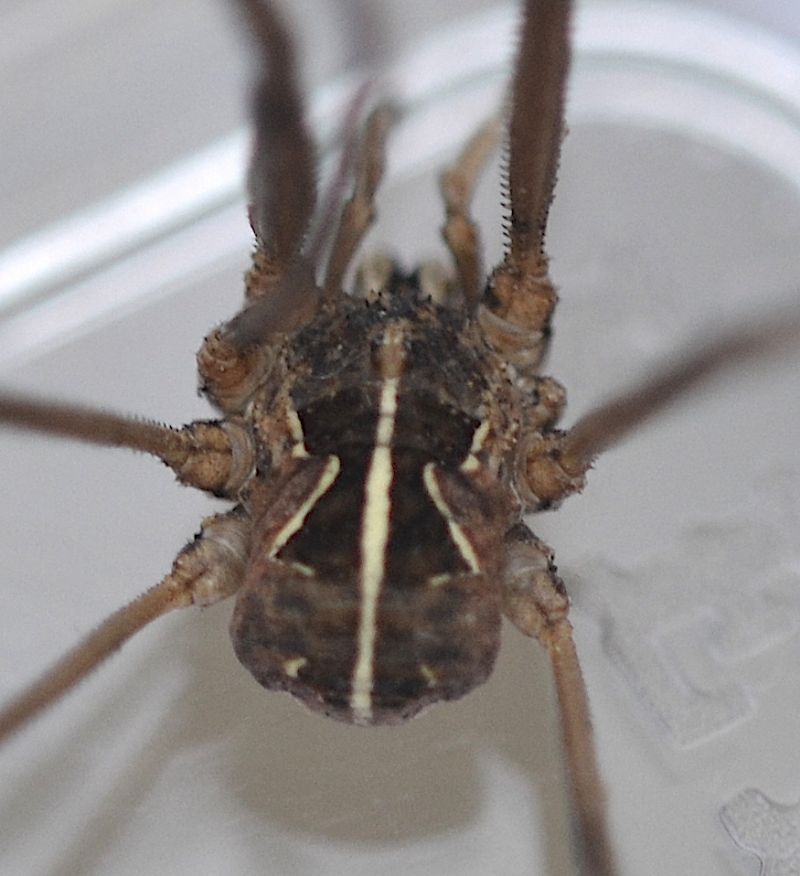Metaphalangium cirtanum (Fam. Phalangiidae)