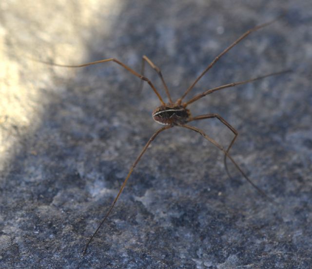 Metaphalangium cirtanum (Fam. Phalangiidae)
