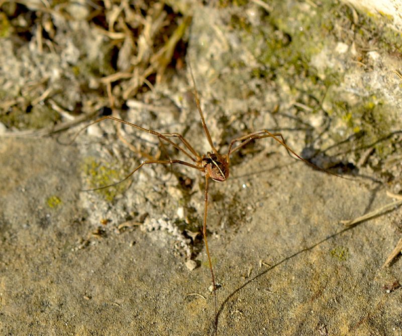 Metaphalangium cirtanum (Fam. Phalangiidae)