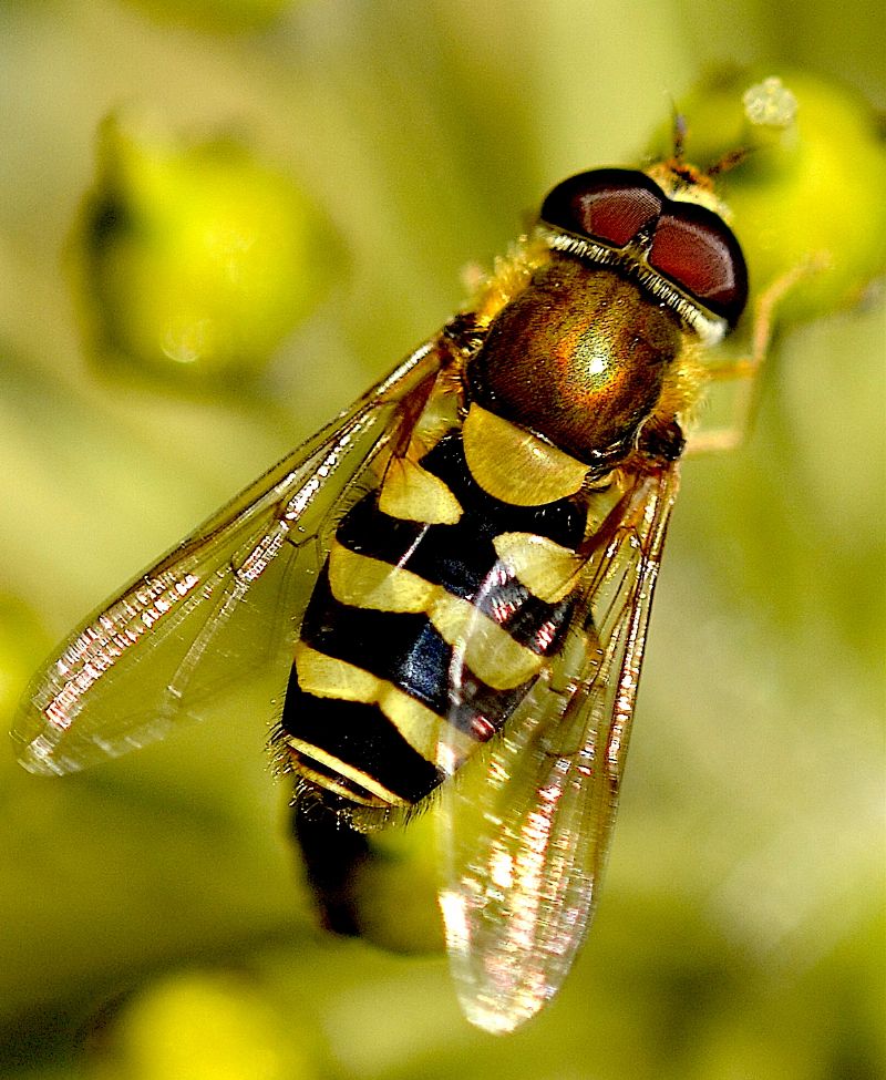 Syrphus vitripennis maschio (Syrphidae).