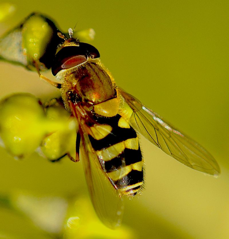 Syrphus vitripennis maschio (Syrphidae).