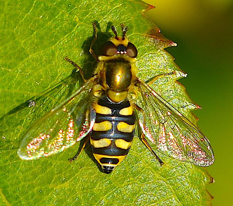 Eupeodes corollae femmina.