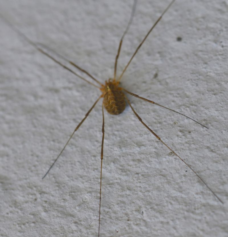 Phalangiidae: Opilio cfr. transversalis