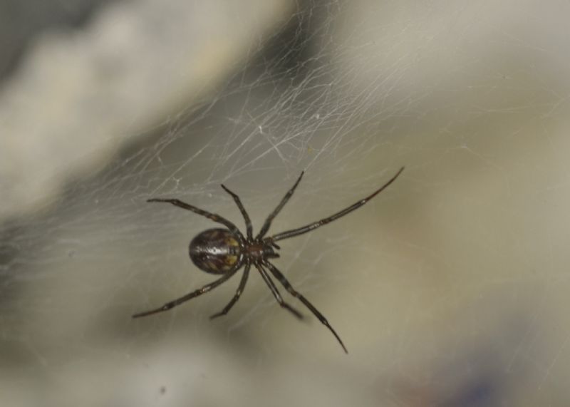 Steatoda grossa . Cesena (FC)