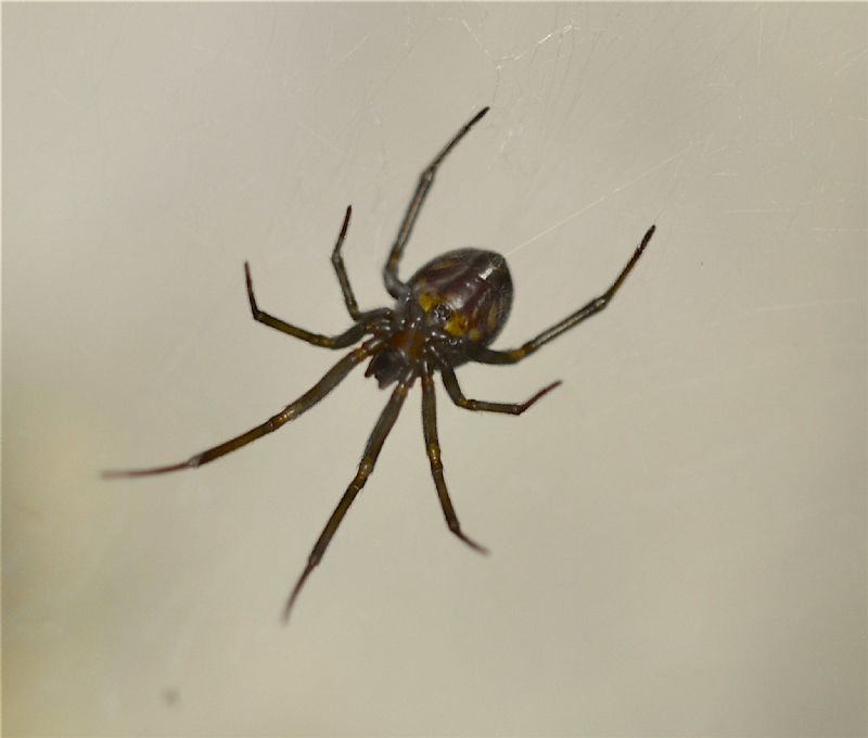 Steatoda grossa . Cesena (FC)