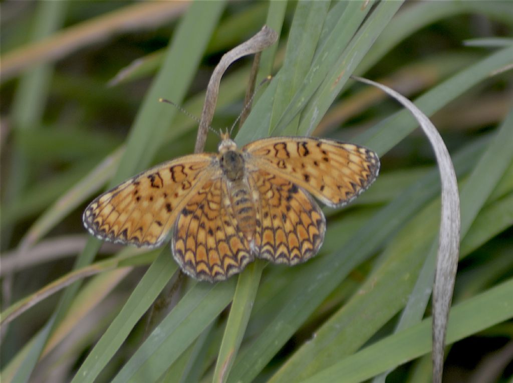 Nymphalidae, Argynnis paphia. No, Melitaea phoebe