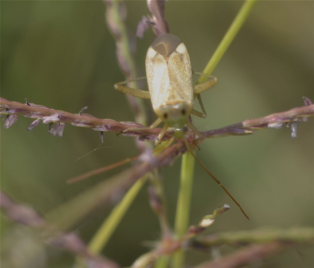 Miridae: Adelphocoris lineolatus