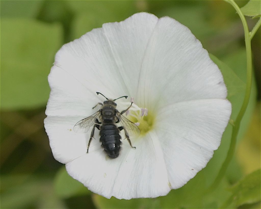 Systropha sp., maschio (Apidae Halictinae)