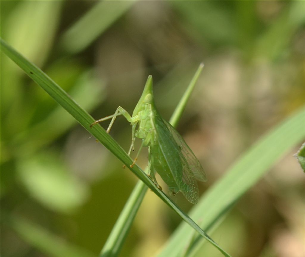 Hemiptera- Fulgoromorpha - Dictyopharidae:  Dictyophara  sp.