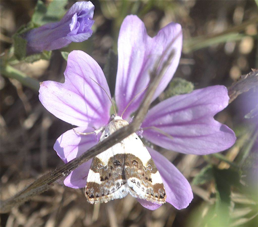 Identificazione - Acontia (Acontia) lucida, Noctuidae