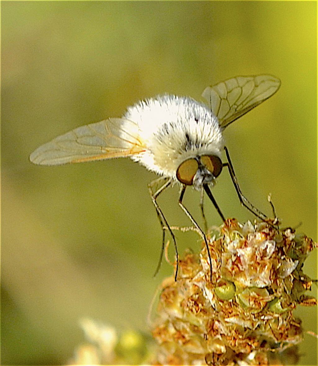 Diptera Asiloidea Bombyliidae