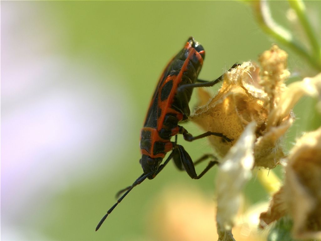 Lygaeidae