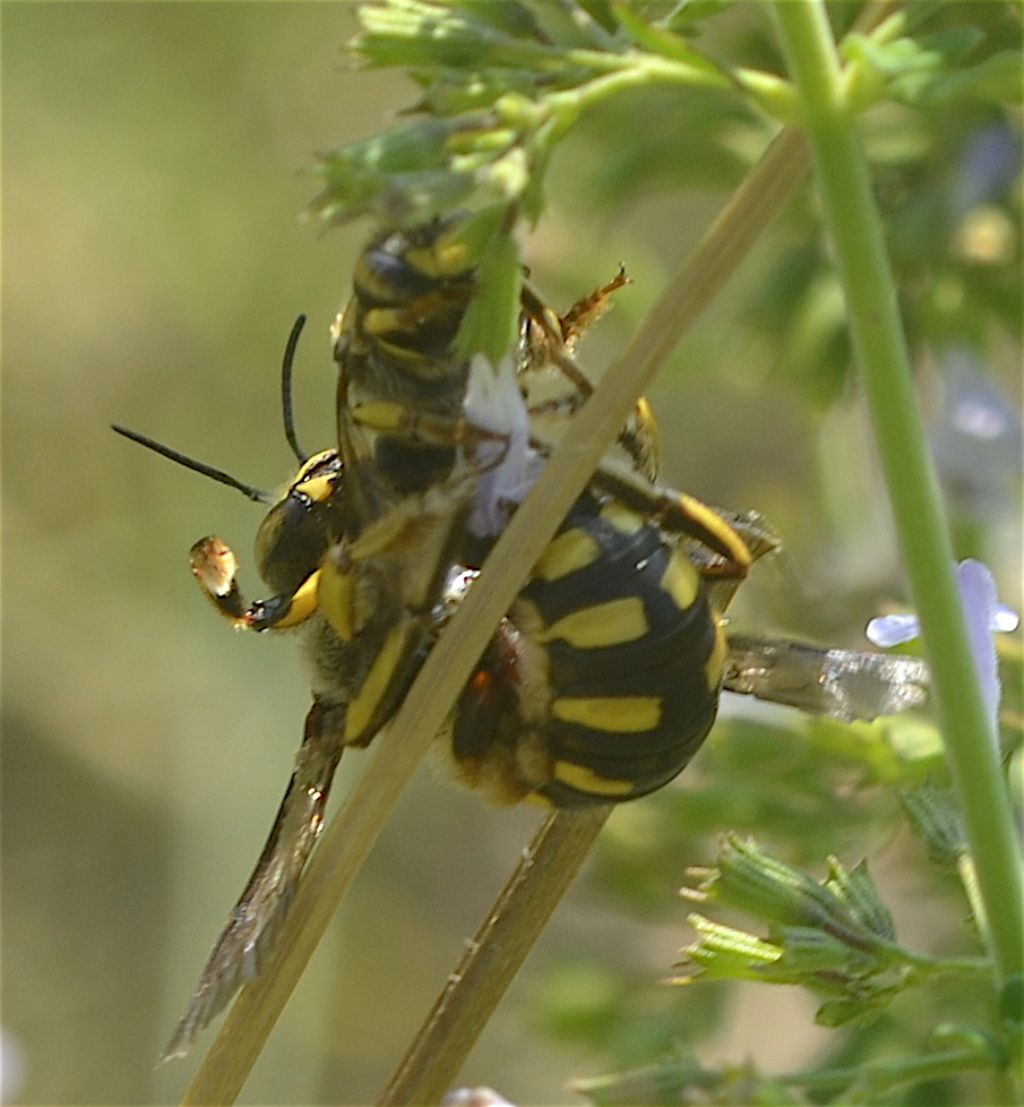 Apoidea Crabronidae? No, Anthidium sp. (Apidae)