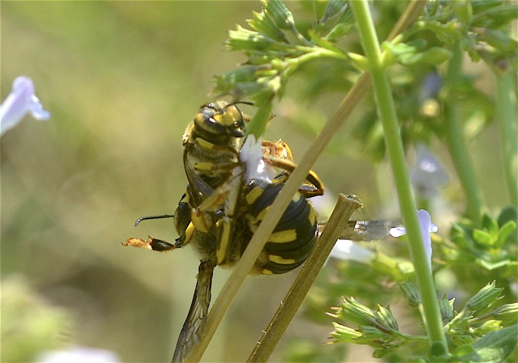 Apoidea Crabronidae? No, Anthidium sp. (Apidae)