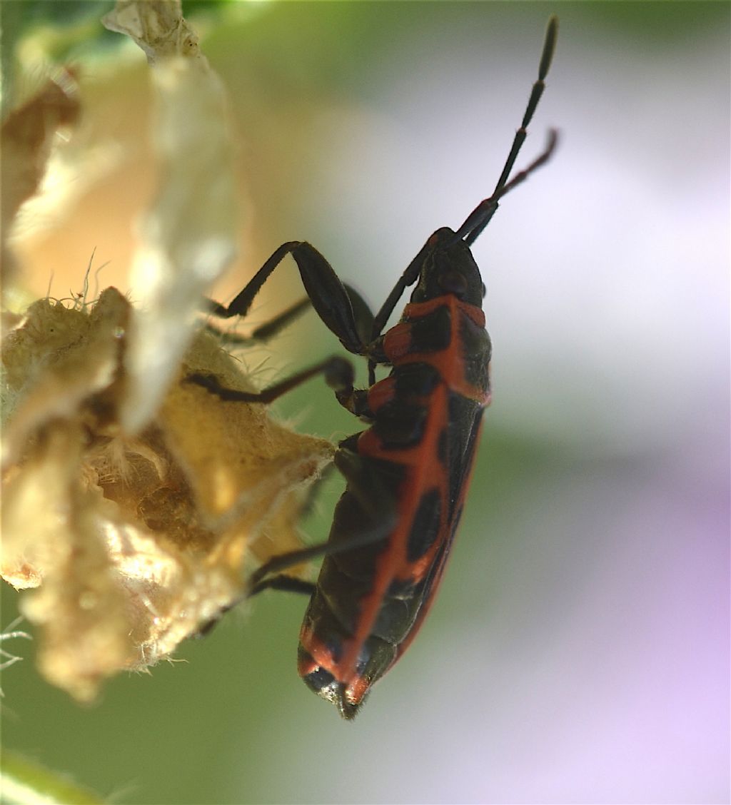 Lygaeidae