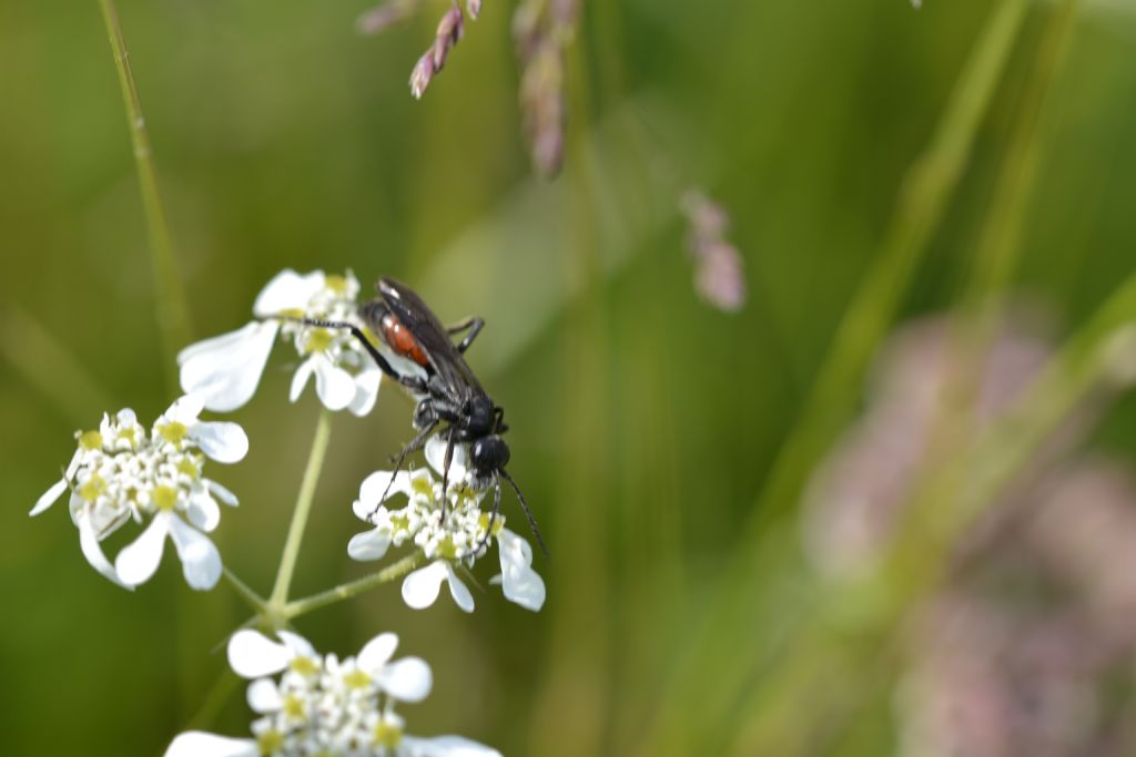 Imenottero Pompilidae da identificare