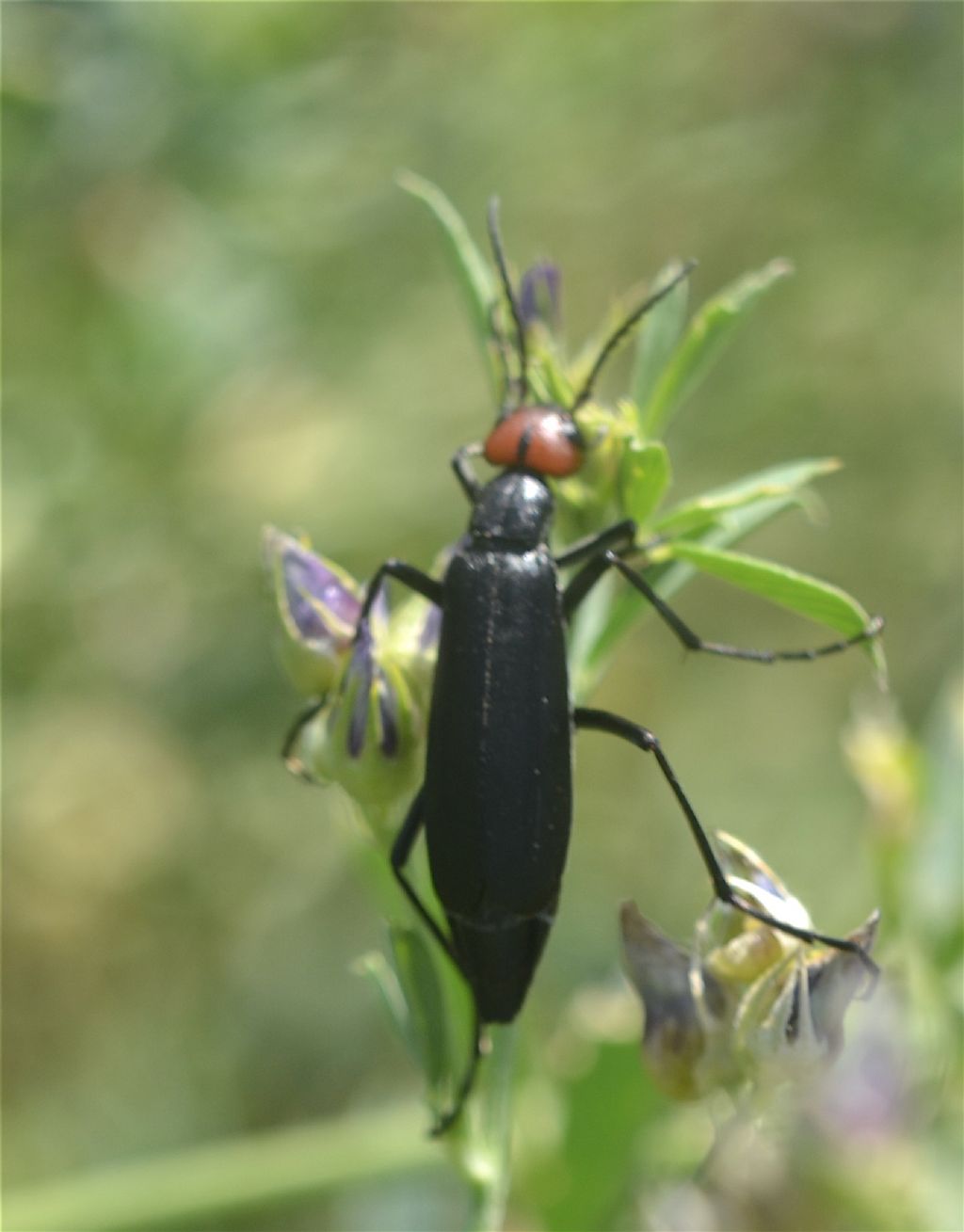 Meloidae - Epicauta rufidorsum