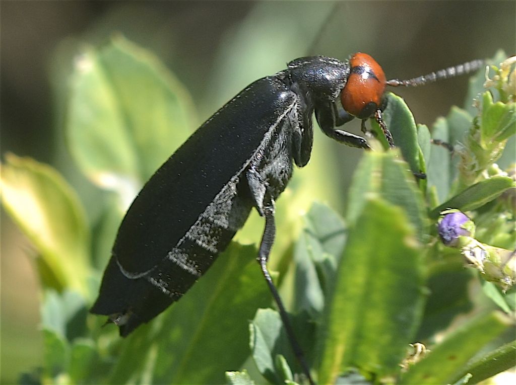 Meloidae - Epicauta rufidorsum