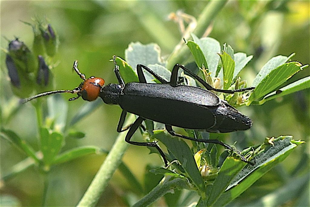 Meloidae - Epicauta rufidorsum