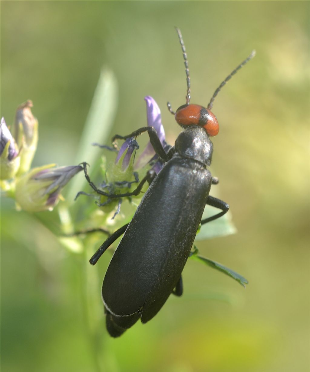 Meloidae - Epicauta rufidorsum