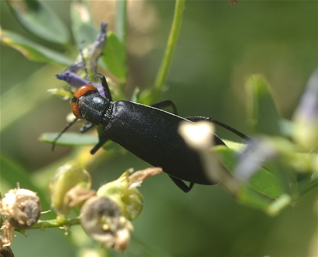 Meloidae - Epicauta rufidorsum