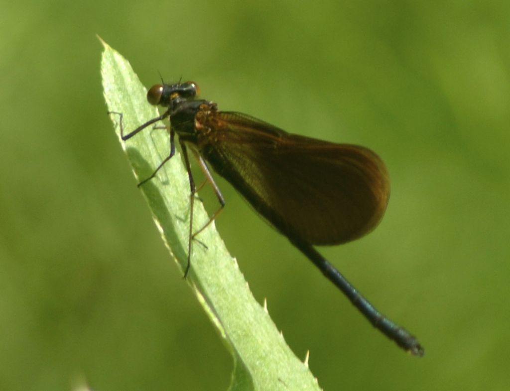 Calopteryx haemorrhoidalis