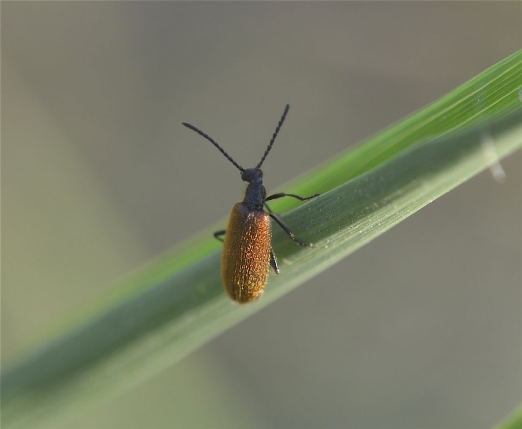 Attelabidae?  No, Tenebrionidae:  Lagria hirta