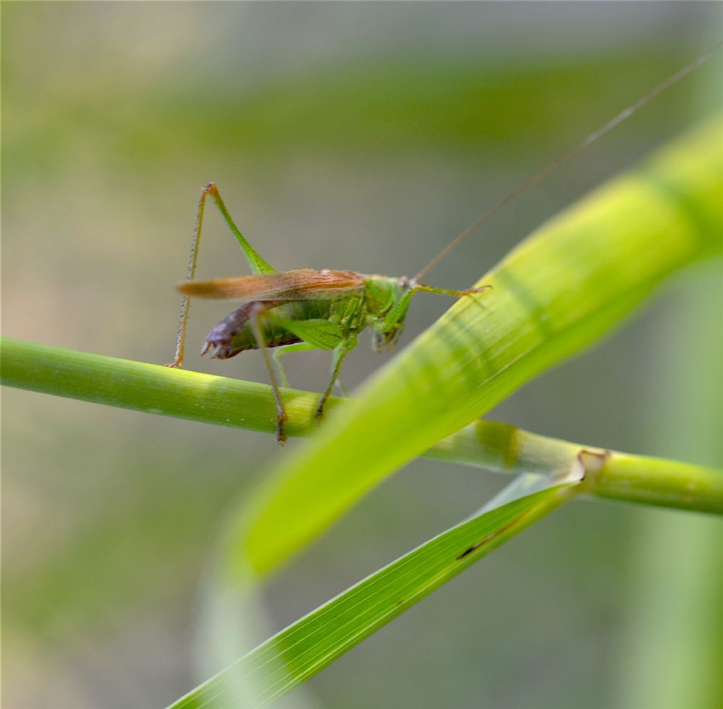 Tylopsis lilifolia? No, Anisoptera fusca
