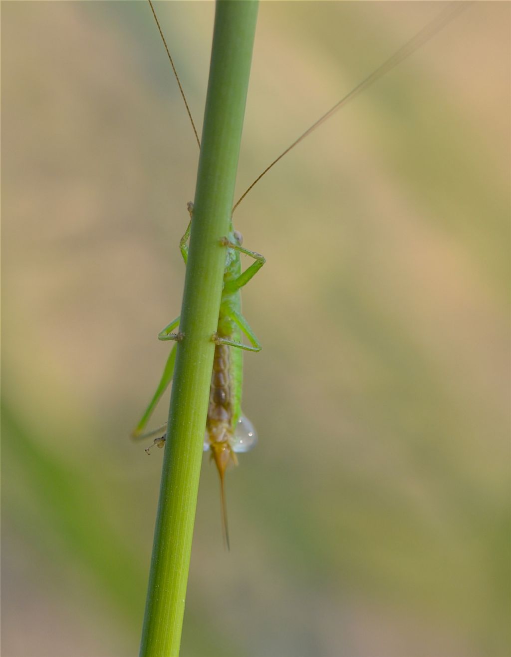 Tylopsis lilifolia? No, Anisoptera fusca