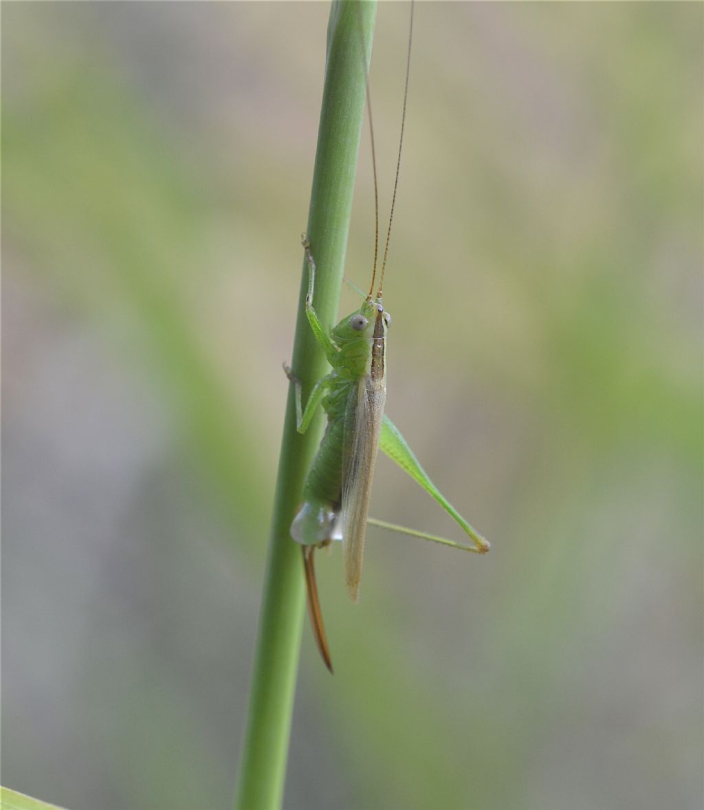 Tylopsis lilifolia? No, Anisoptera fusca