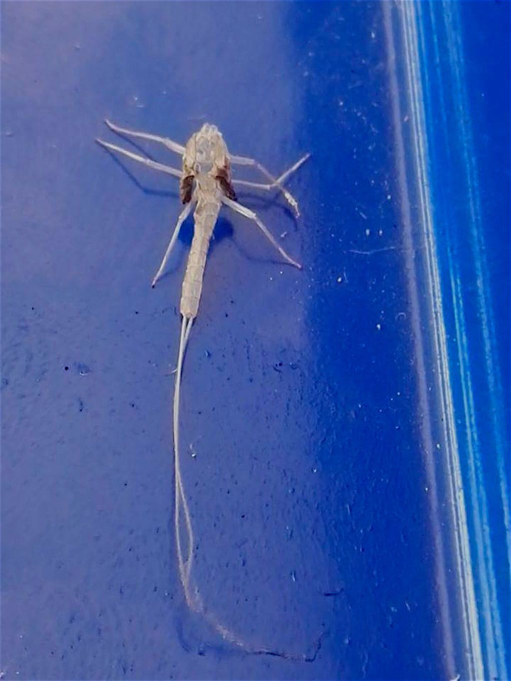 Exuvia di Ephemeroptera