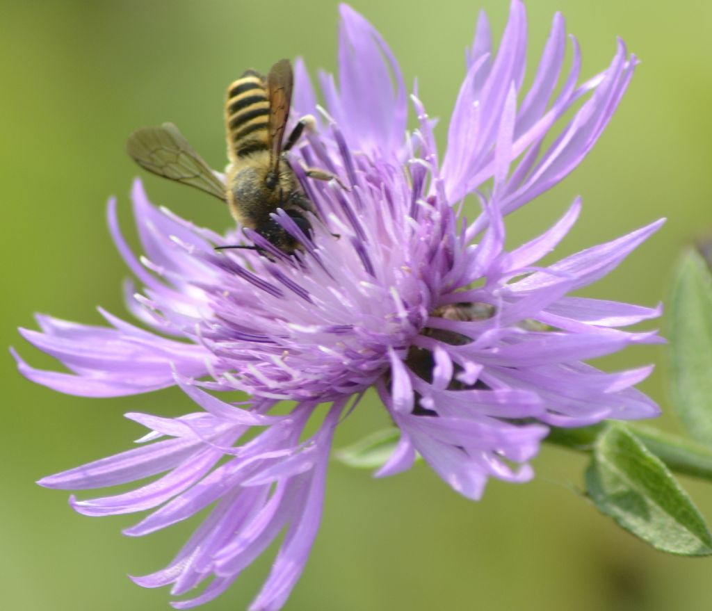 Halictus cfr. scabiosae (maschio) e Megachile sp. (femmina)