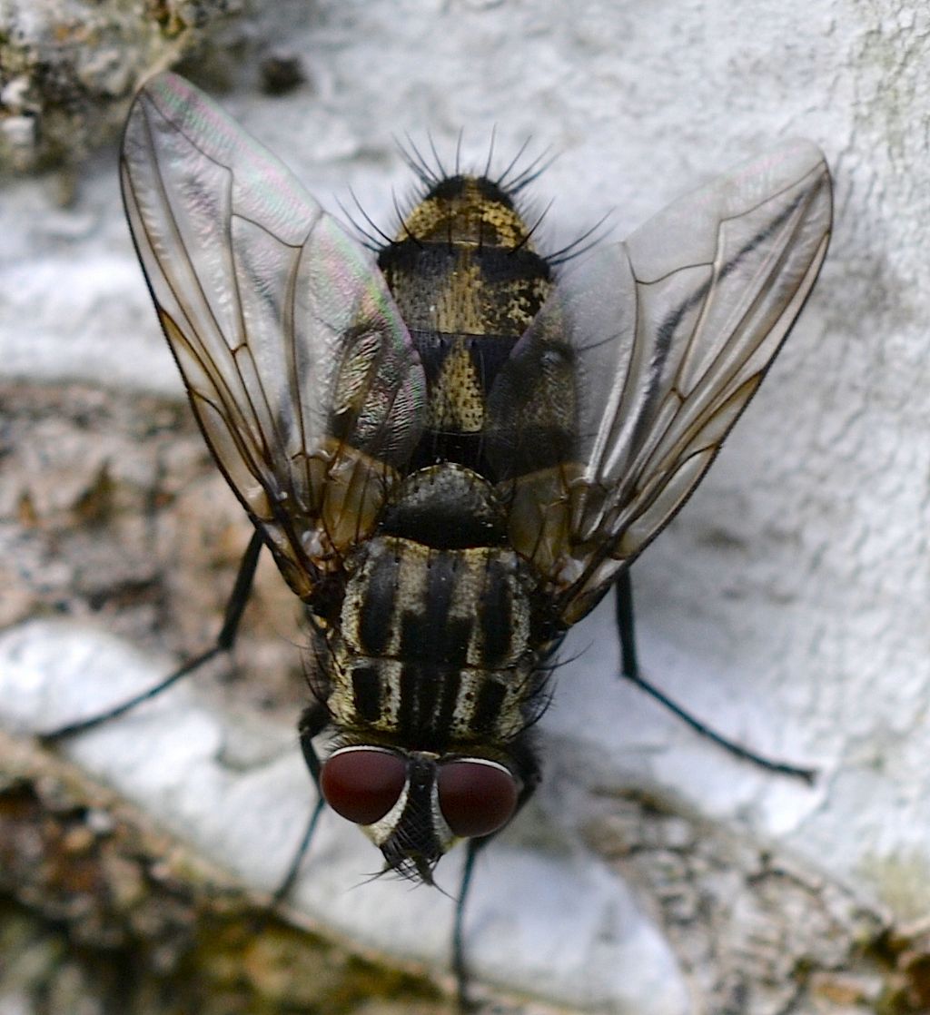 Tachinidae, Carcelia sp ?