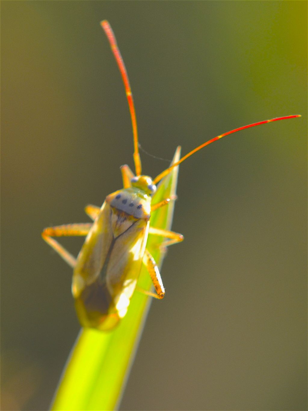 Miridae,  Adelphocoris cfr. lineolatus