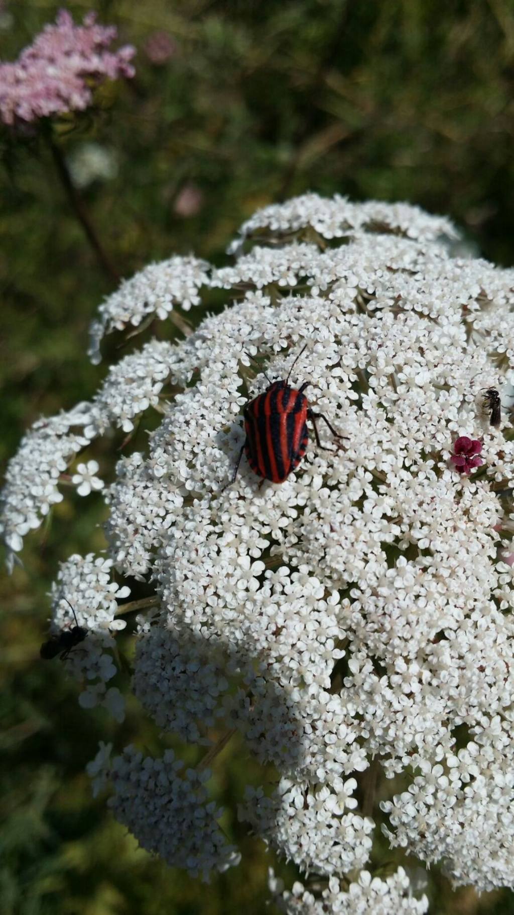 Pentatomidae:  Graphosoma italica?  Graphosoma lineatum italicum