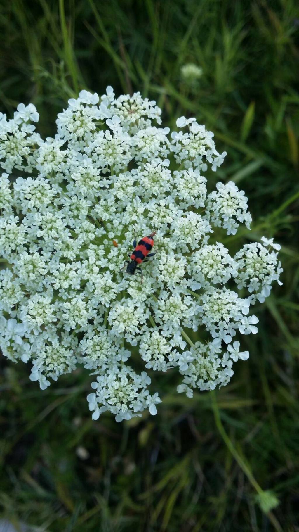 Cleridae Trichodes apiarius