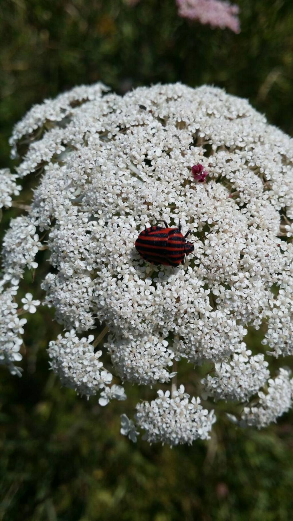 Pentatomidae:  Graphosoma italica?  Graphosoma lineatum italicum