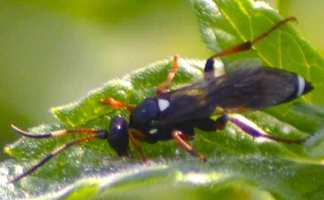 Ichneumonidae: Ichneumon sarcitorius, femmina