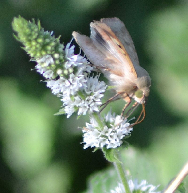 Falena da identificare - Helicoverpa armigera, Noctuidae