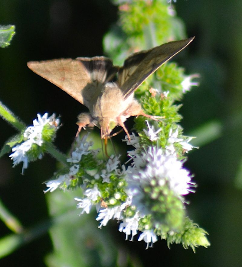 Falena da identificare - Helicoverpa armigera, Noctuidae