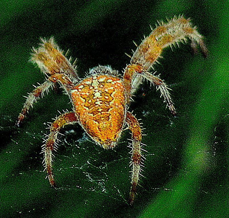 Araneus diadematus?  S ! -  Cesena (FC)