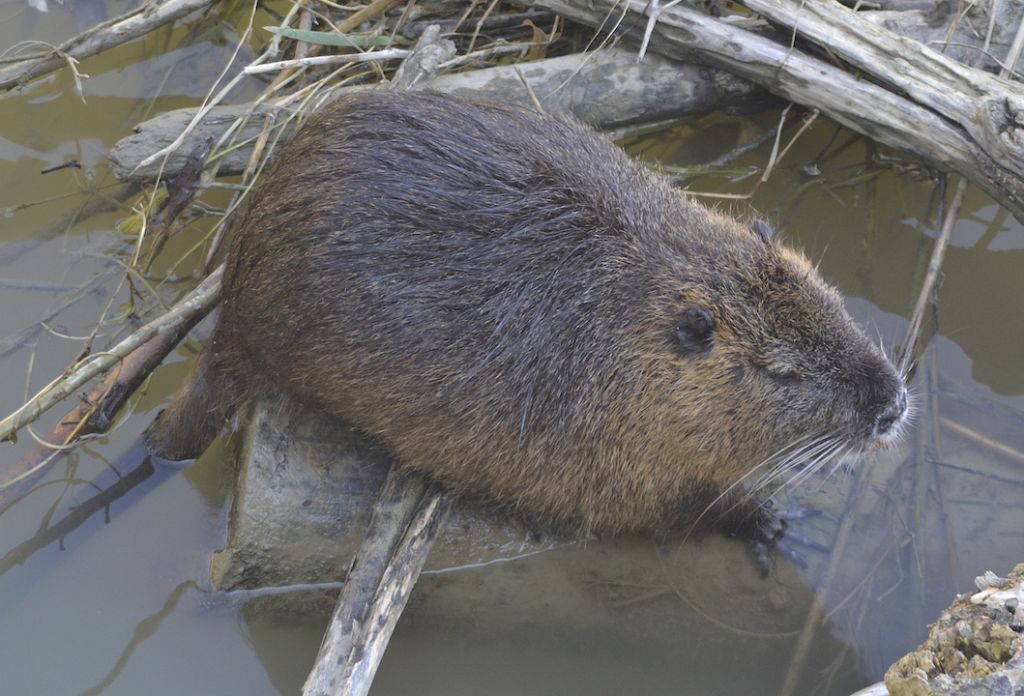 Nutria - Myocastor coypus (Molina, 1782)