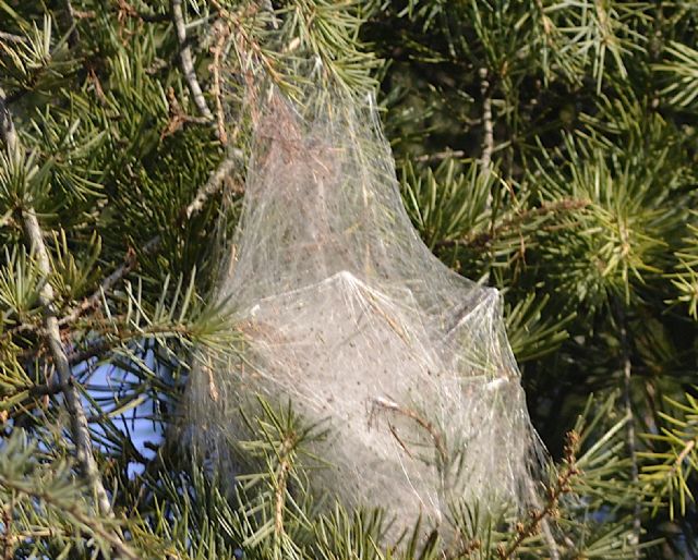 Thaumetopoea pityocampa Denis & Schiffermller, 1775)