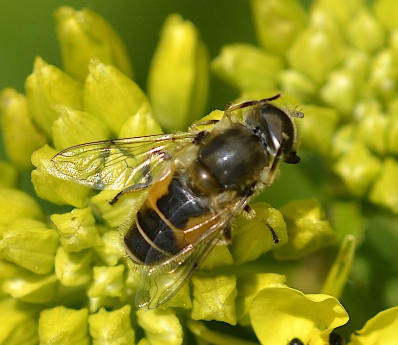 Syrphidae: Eristalis arbustorum