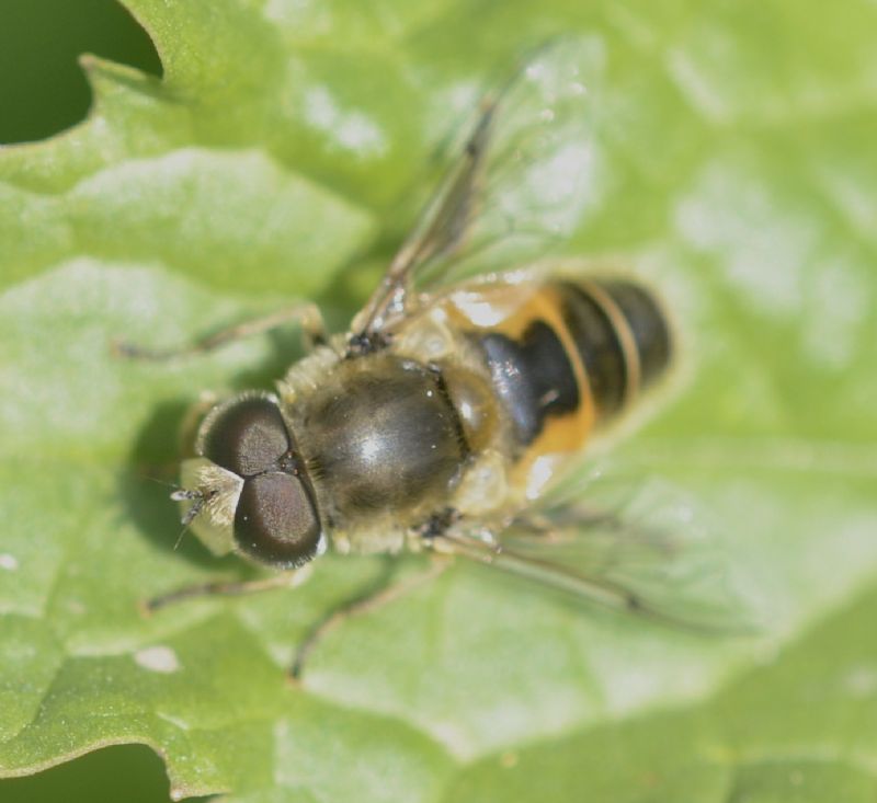 Syrphidae: Eristalis arbustorum