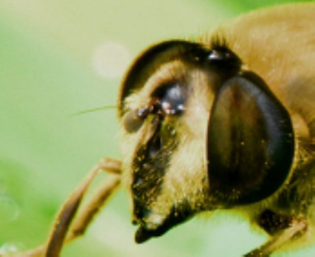 Syrphidae: Eristalis arbustorum