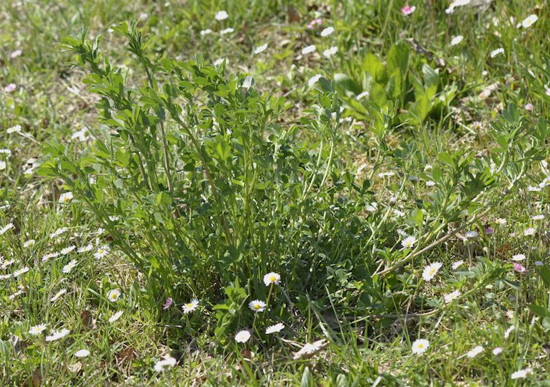 Medicago sativa / Erba medica (Fabaceae)