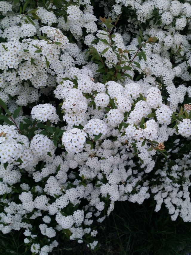 Spiraea sp.