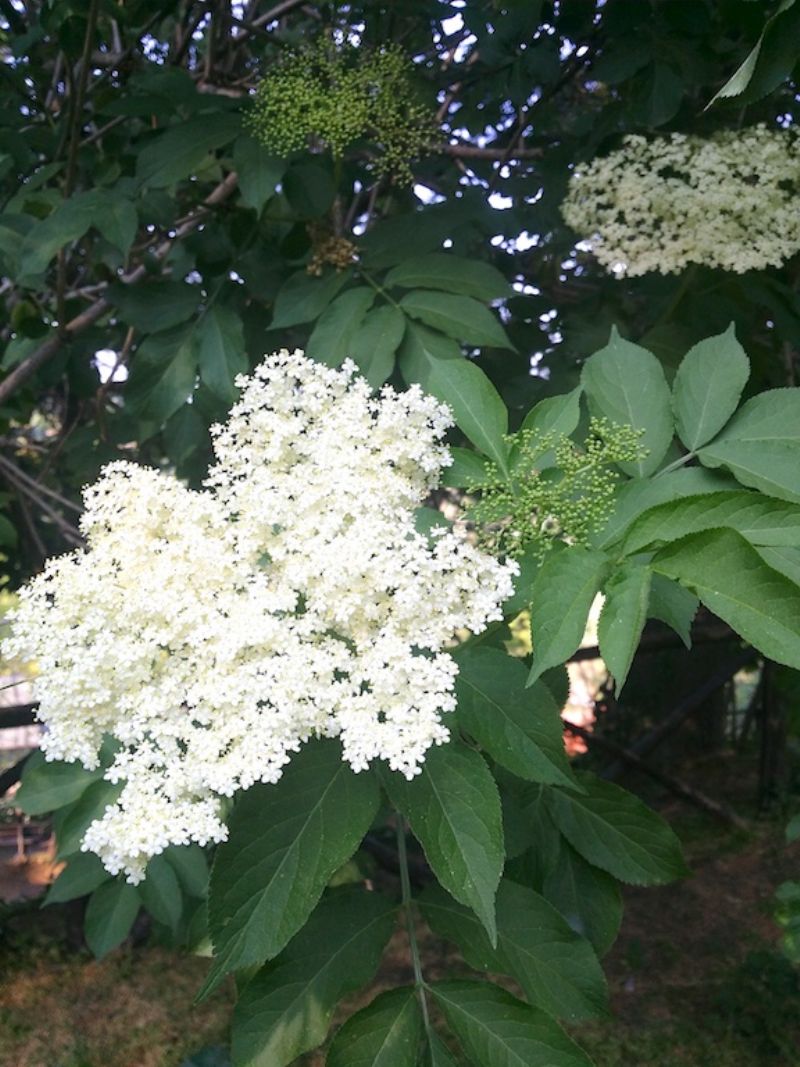 Sambucus nigra / Sambuco comune