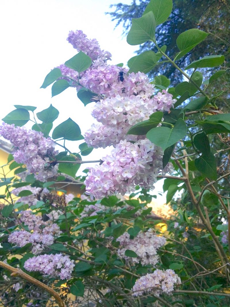 Syringa vulgaris